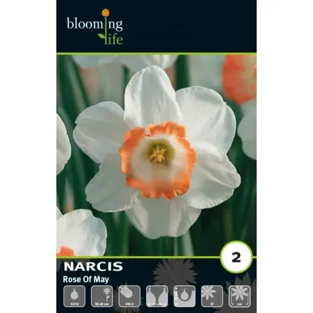 Нарцисс махровый Роуз Оф Мэй луковицы 12/14