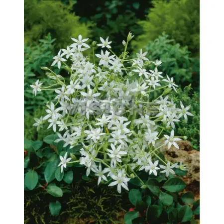 Птицемлечник зонтичный луковицы 5 10 шт тахмина махмудова я благодарна паническим атакам