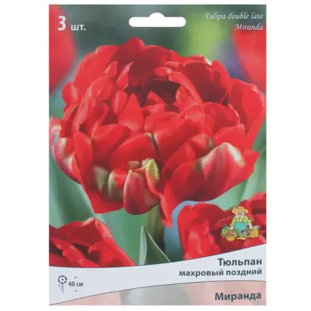 Тюльпан махровый поздний «Миранда», высота 40 см, 3 шт. тюльпан махровый айс крим банана луковицы 11