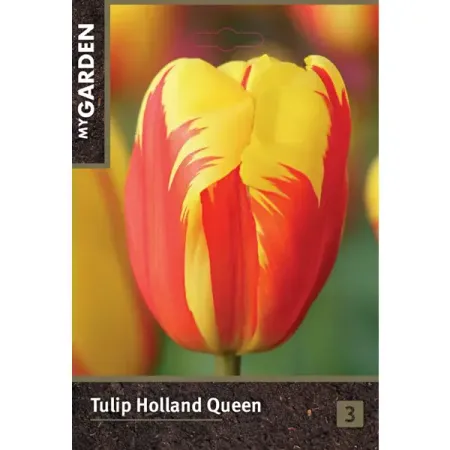 Тюльпан Триумф Холланд Куин луковицы 10/11