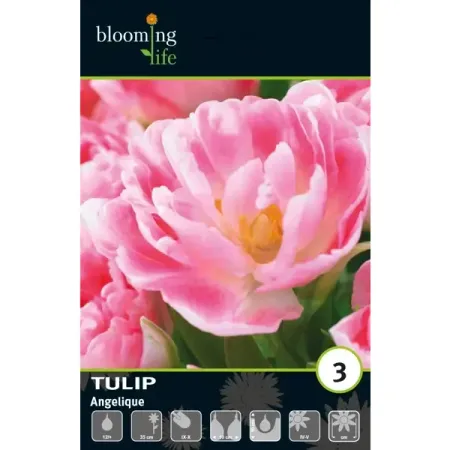 Тюльпан махровый поздний Анжелик луковицы 12