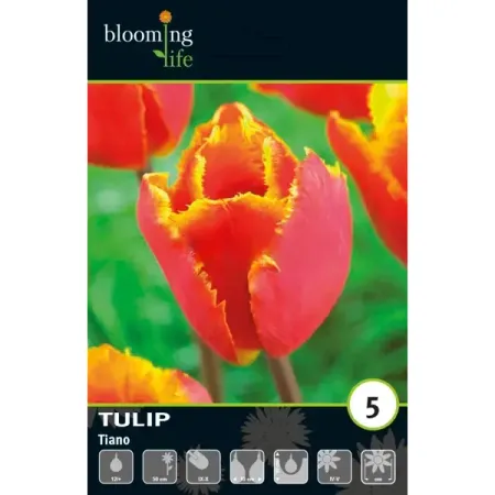 Тюльпан бахромчатый Тиано луковицы 12