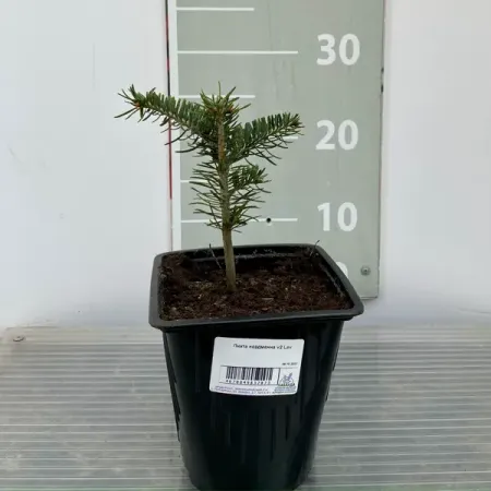 Пихта Нордманна ø14 h400 см искусственные сосновые шишки 6 10 шт