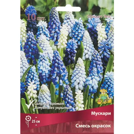 Мускари микс луковица 6/7, 10 шт. мускари lefeber peppermint 20 шт