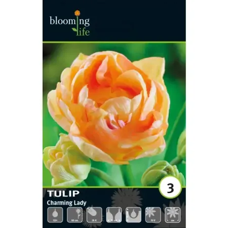 Тюльпан махровый поздний Чарминг Леди луковицы 12