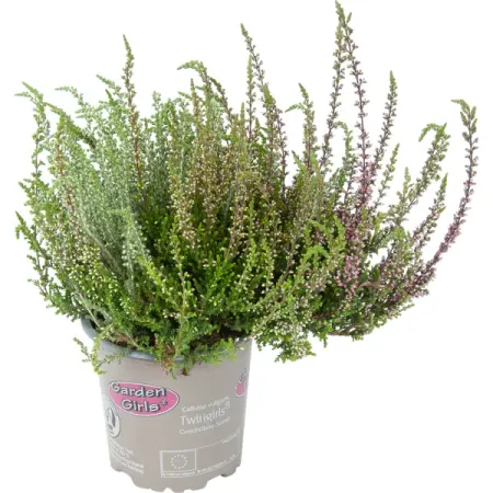 Вереск Твин Герлс 2-в-1 11x15 см ульяна павловна соболева о ком плачет вереск