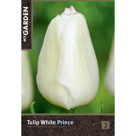 Тюльпан простой ранний Уайт Принц луковицы 10/11