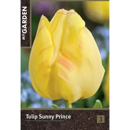 Тюльпан простой ранний Санни Принц луковицы 10/11