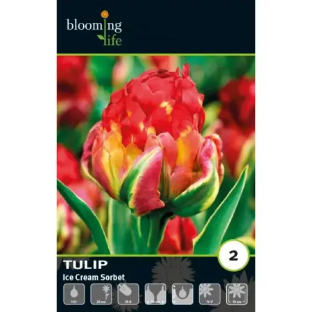 Тюльпан махровый поздний Айс Крим Сорбет луковицы 11