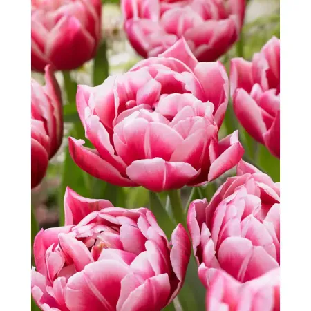 Тюльпан махровый ранний Колумбус луковицы 12