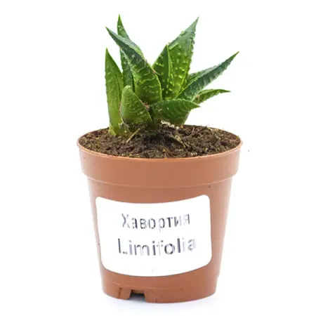 Хавортия ø7 h8 см