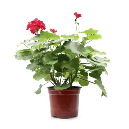 Пеларгония зональная ø12 h35 см