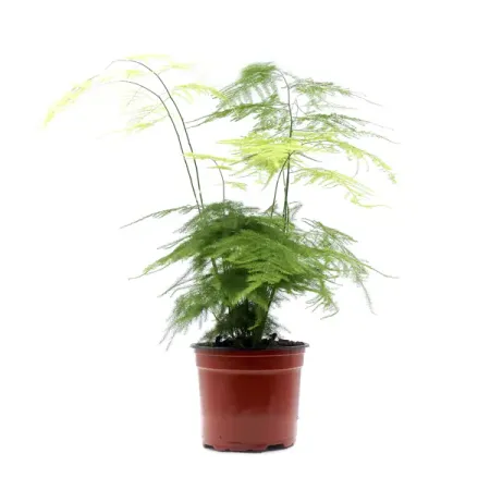 Аспарагус ø12 h25 см