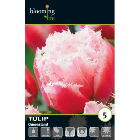 Тюльпан махровый бахромчатый Квинсленд луковицы 11