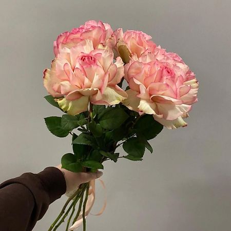 Букет живых цветов ДАРИ ЦВЕТЫ Французские розы 5 штук под ленту искусственные шелковые розы celadon букет из 15 штук