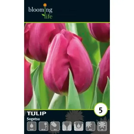 Тюльпан Триумф Согэцу луковицы 11/12 чингиз акифович абдуллаев триумф карьериста