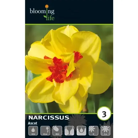 Нарцисс махровый Эскот луковицы 12/14