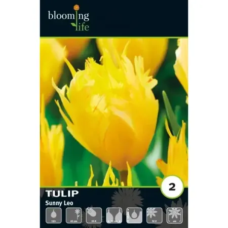 Тюльпан Дарвинов гибрид Санни Лео луковицы 12