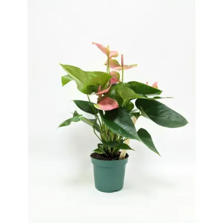 Антуриум Свит Дрим ø12 h45 см тория дрим притворись бабочкой с автографом