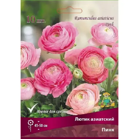 Лютик азиатский Пинк 10 шт.
