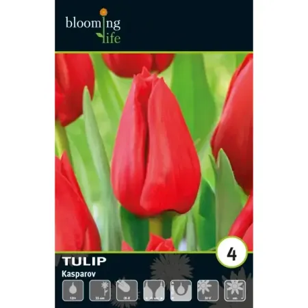 Тюльпан Триумф Каспаров луковицы 12 всеволод викторович костров гарри каспаров учит тактике 2 часть шахматный решебник по партиям чемпиона мира