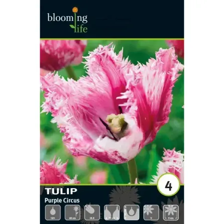Тюльпан бахромчатый Перпл Серкус луковицы 12