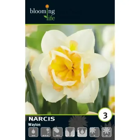 Нарцисс махровый Вайлон луковицы 12/14
