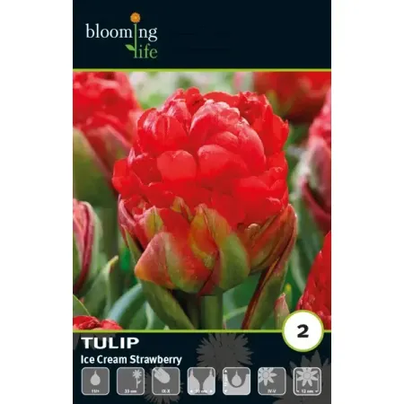 Тюльпан махровый поздний Айс Крим Строуберри луковицы 11