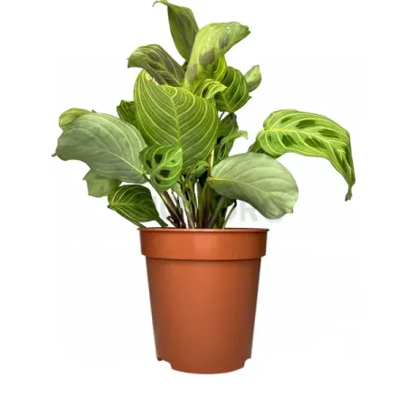 Маранта лимонная ø12 h30 см