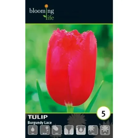 Тюльпан бахромчатый Бургунди Лейс луковицы 12 эмили каландрелли ада лейс ищет преступника