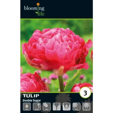 Тюльпан махровый поздний Дабл Шуга луковицы 12