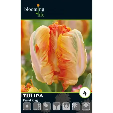 Тюльпан попугайный Пэррот Кинг луковицы 12