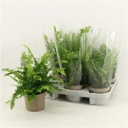 Папоротники микс ø12 h35 см искусственные папоротники on merit