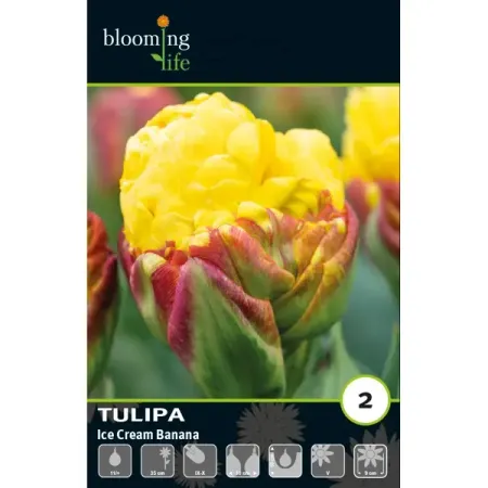 Тюльпан махровый Айс Крим Банана луковицы 11