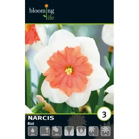 Нарцисс крупнокорончатый Риот луковицы 12/14