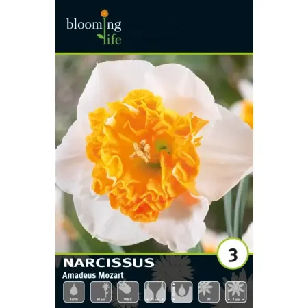 Нарцисс крупнокорончатый Амадей Моцарт луковицы 14/16