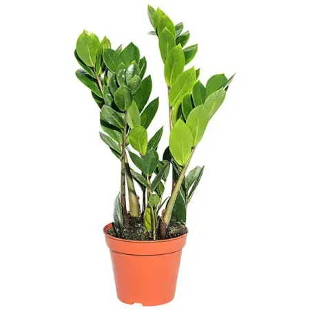 Замиокулькас Замифолия 2 ø12 h35 см