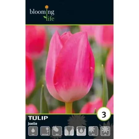 Тюльпан триумф Джоэлль луковицы 12 чингиз акифович абдуллаев триумф карьериста