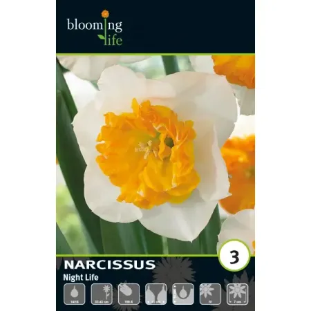 Нарцисс крупнокорончатый Найт Лайф луковицы 14/16