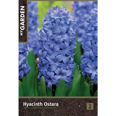 Гиацинт садовый Остара луковицы 14/15