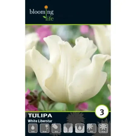 Тюльпан Триумф Уайт Либерстар луковицы 11/12