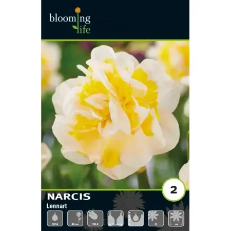 Нарцисс махровый Леннарт луковицы 12/14 тюльпан махровый айс крим банана луковицы 11