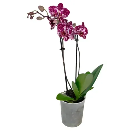 Фаленопсис Мульти микс ø9 h35 см орхидея фаленопсис микс 1 стебель ø12 h50 см