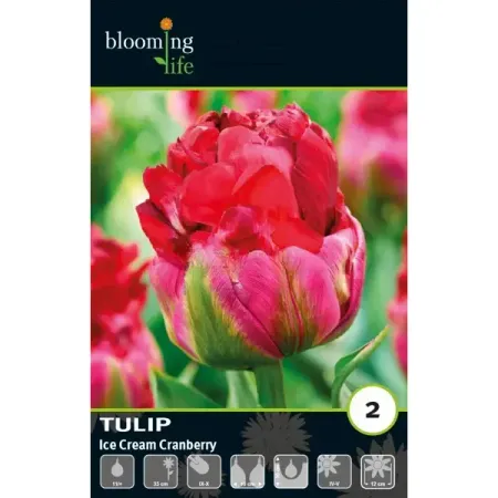 Тюльпан махровый поздний Айс Крим Кренберри луковицы 11