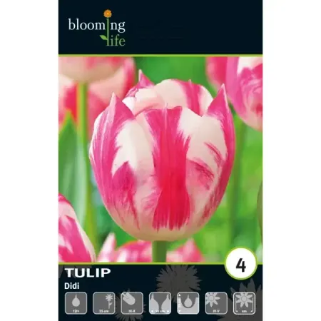 Тюльпан Триумф Магнифика Дайди луковицы 12 чингиз акифович абдуллаев триумф карьериста