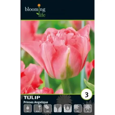 Тюльпан махровый Принцесс Анжелик луковицы 12
