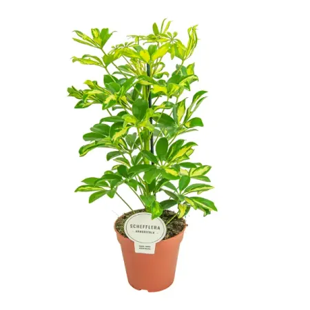 Шеффлера микс ø13 h45 см