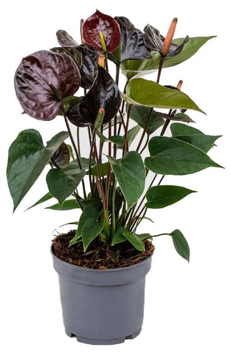 Живое растение Антуриум Блэк Лав черный в горшке d 12 h 35 см, 1 шт