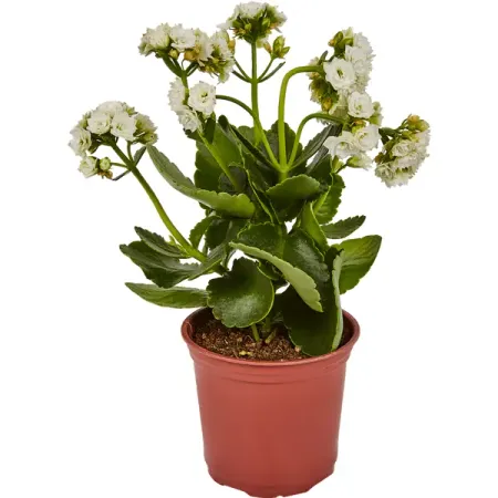 Каланхоэ d11 h20