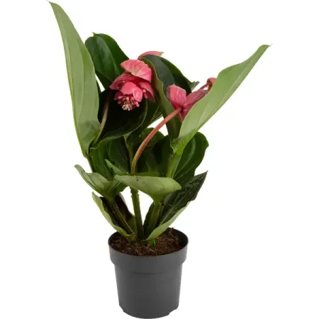 Мединилла магнифика d19 h60 фруктово ягодная смесь ягодная и зимой и летом   смородина слива половинки клубника вишня без косточки замороженная 300 г